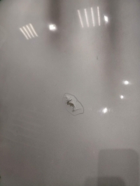 Капот, BMW, 5-SERIES, E60, M57N2, 2008